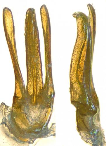 Réf. 279 434 : Limnius volckmari